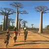 Miel de Baobab de Madagascar 400gr
